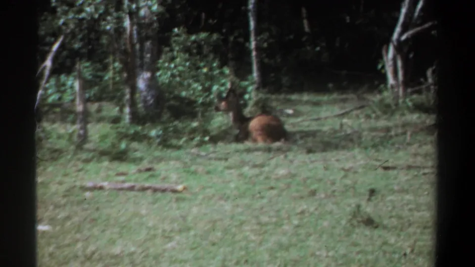 Kenya 1969 home-movie frame of a brown animal lying calmly in grass, filmed from a distance near woodland.