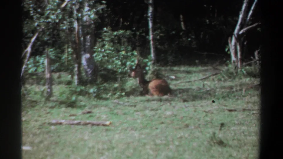 Kenya 1969 8mm frame showing the brown animal still resting in a green clearing, with trees and film grain visible.