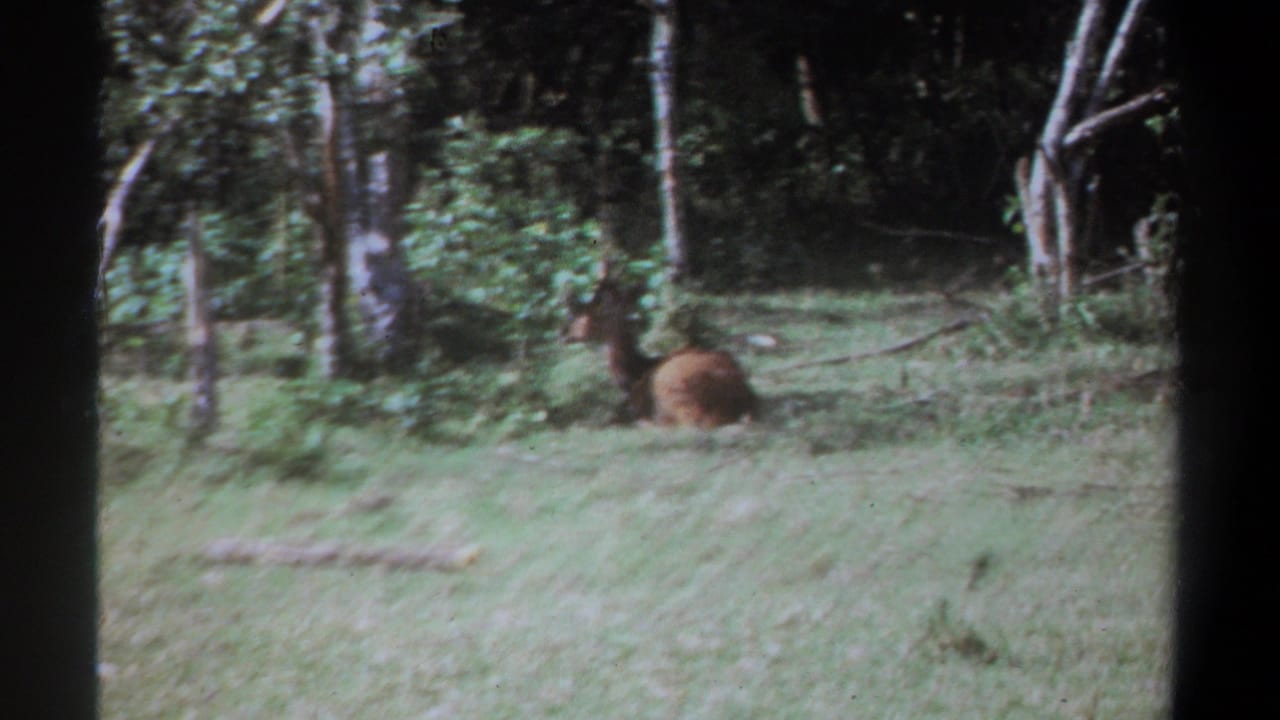 Brown deer-like animal resting in a grassy clearing beside dense trees.