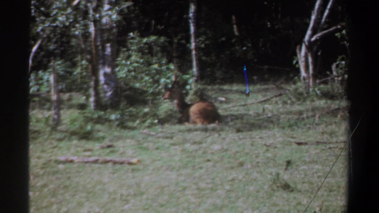 Resting brown animal near shrubs and trees in a green clearing.