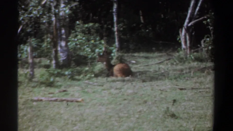1969 Kenya 8mm frame with a deer-like animal resting partly low in grass near trees and undergrowth.