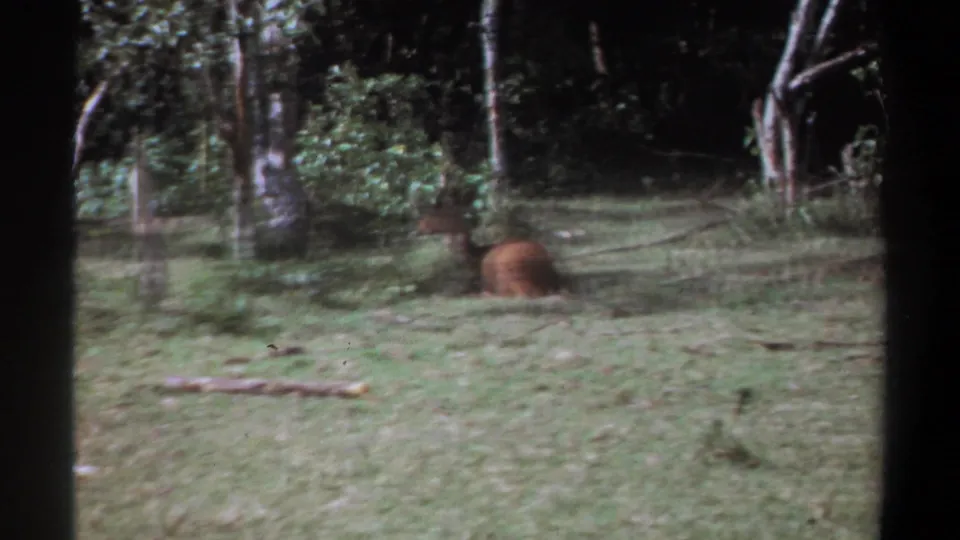 A deer-like animal lies calmly in a grassy clearing with trees and shrubs behind it in metadata-supported 1969 Kenya footage.