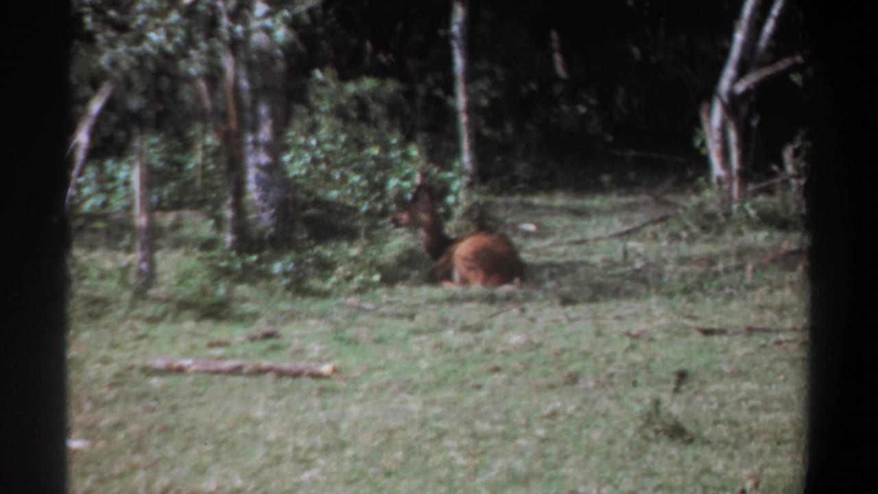 1969 Kenya 8mm frame showing a brown deer or antelope-like animal lying in grass near trees.