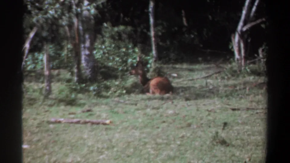 1969 Kenya 8mm frame showing a brown deer or antelope-like animal lying in grass near trees.
