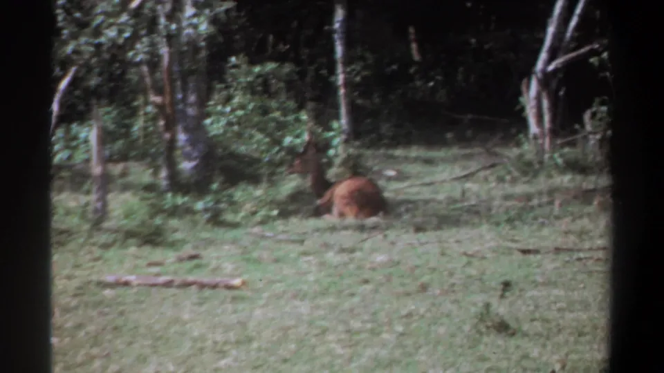 1969 Kenya home-movie frame with a brown animal lying near the tree line in soft woodland light.