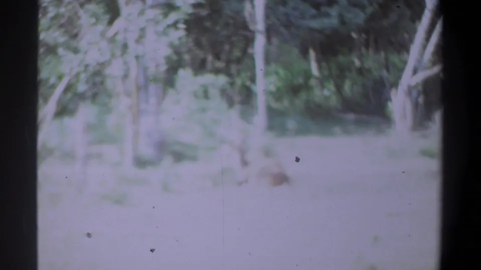 Overexposed 8mm frame from the 1969 Kenya clip, with woodland shapes and the resting animal faintly visible.