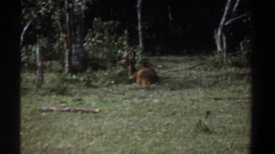 1969 Kenya 8mm frame showing the brown animal still resting in a shaded grassy woodland clearing.