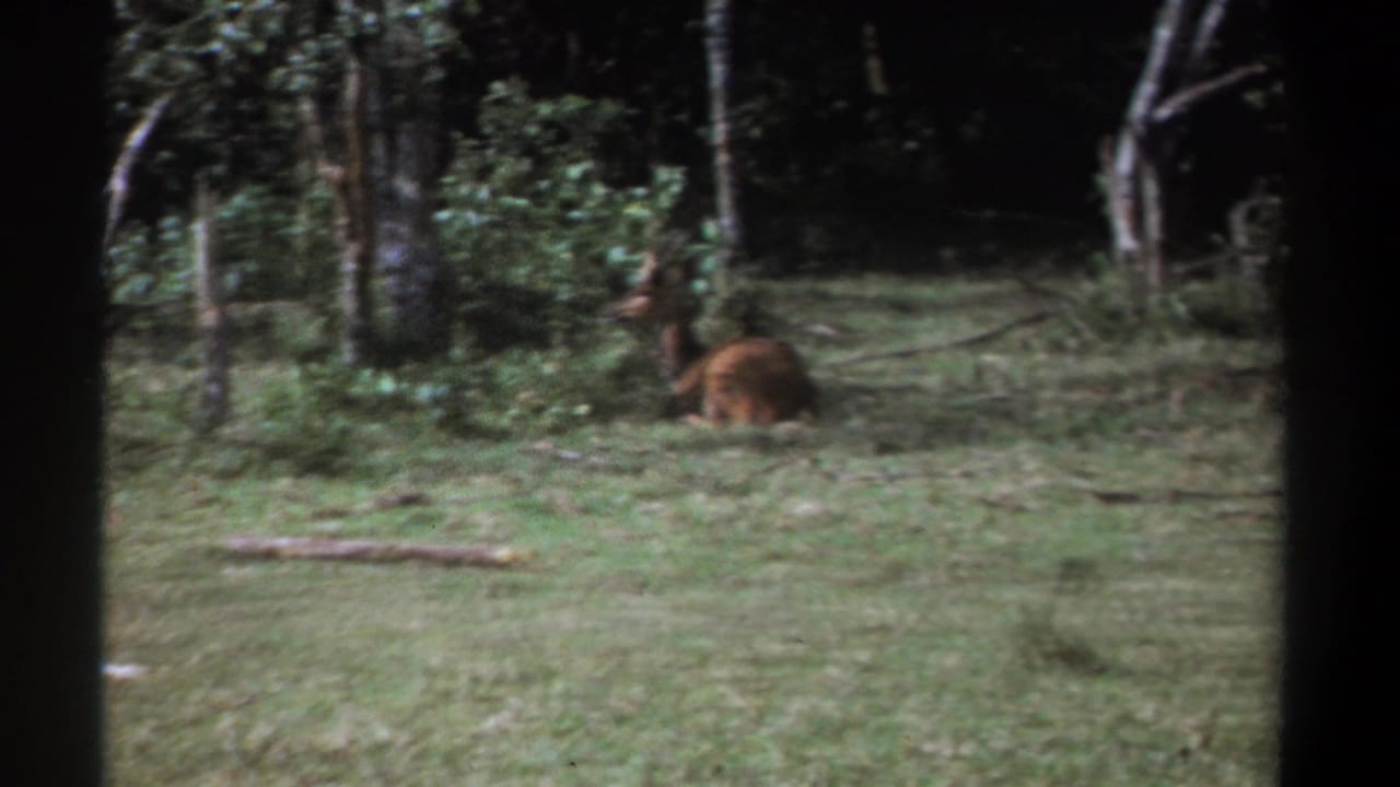 Brown deer or antelope-like animal resting in a grassy clearing among trees.