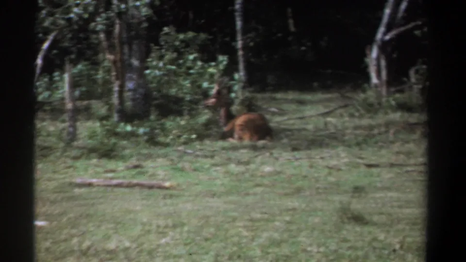 1969 Kenya home-movie frame of a brown deer or antelope-like animal lying in grass near trees and brush.