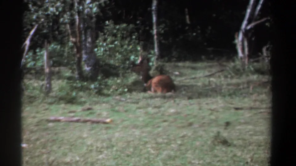 1969 Kenya frame showing a brown deer or antelope-like animal lying near the edge of a wooded clearing.