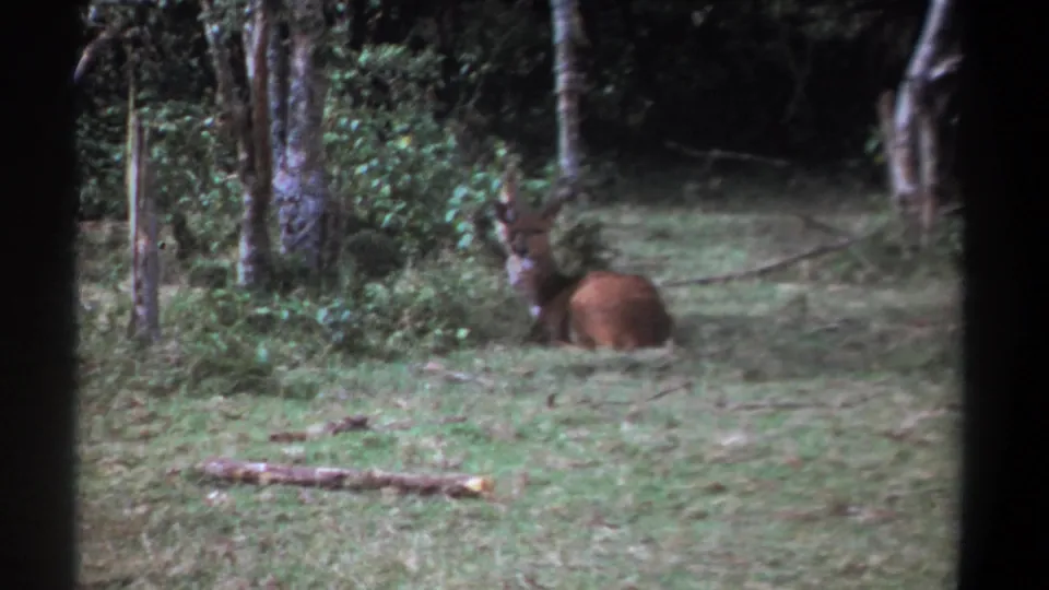 1969 Kenya home-movie still of a resting deer or antelope-like animal with its head raised among trees and brush.