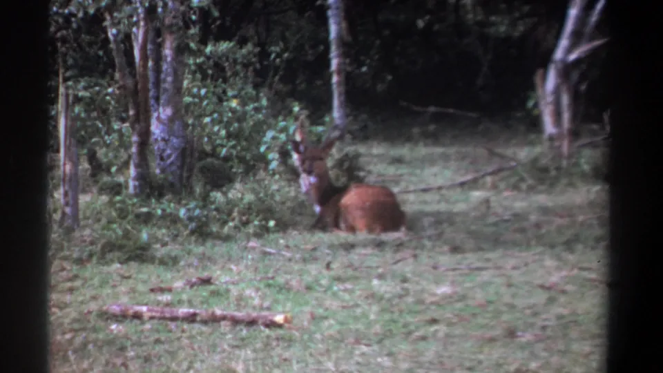 1969 Kenya frame of a brown deer or antelope-like animal lying alert in a wooded grassy clearing.