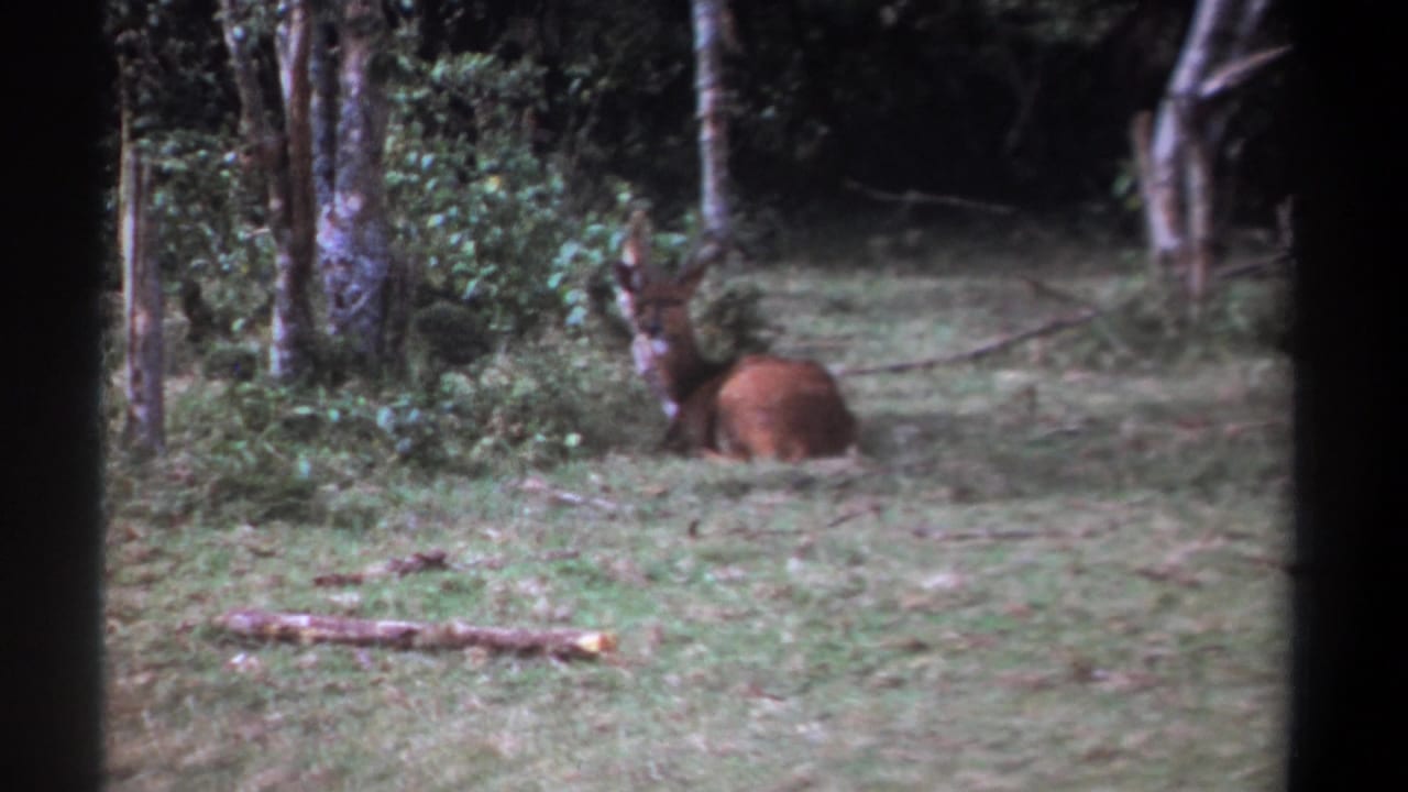 In 1969 Kenya footage, a brown deer or antelope-like animal rests alertly in a grassy clearing at a forest edge.