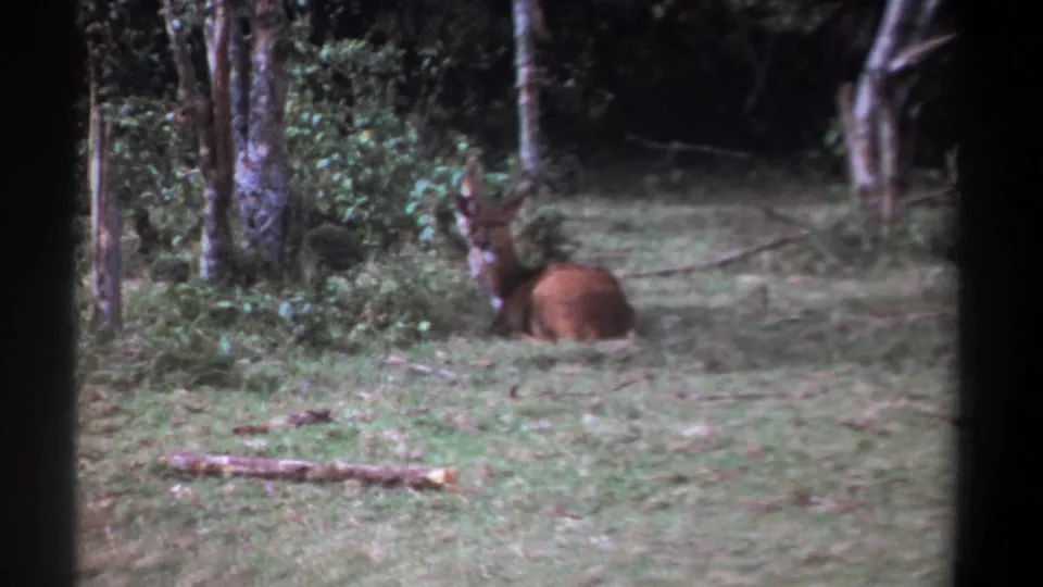 In 1969 Kenya footage, a brown deer or antelope-like animal rests alertly in a grassy clearing at a forest edge.