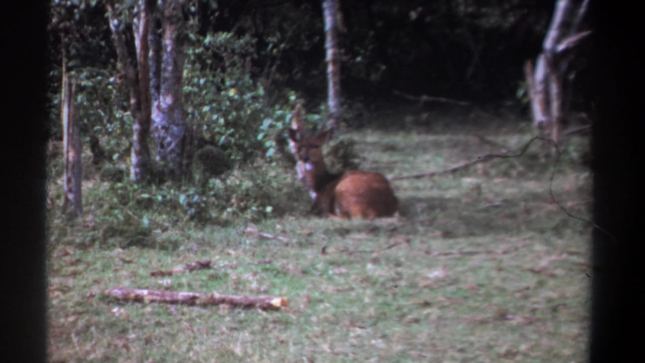 Resting brown animal in a grassy clearing with trees behind it.