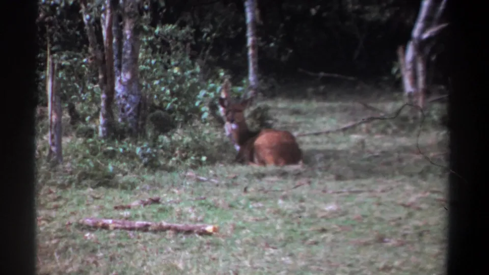 The animal remains low in the grass, head raised, with shaded trees and brush behind it in the Kenya setting.