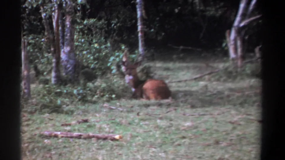 A soft 8mm frame shows the brown animal resting near dense vegetation, with a fallen log across the foreground.