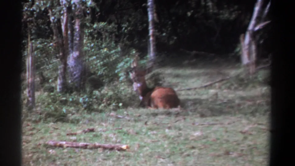 The final frame keeps a distant home-movie view of the resting animal at the shaded forest edge in Kenya.