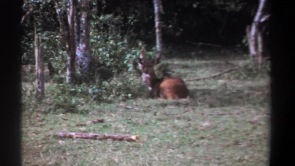 1969 Kenya 8mm frame showing a brown deer or antelope lying in green grass at the edge of a wooded clearing.