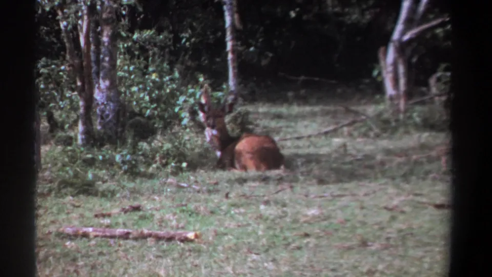 The animal remains low in the grass within a Kenyan woodland setting, seen through soft 8mm color grain.