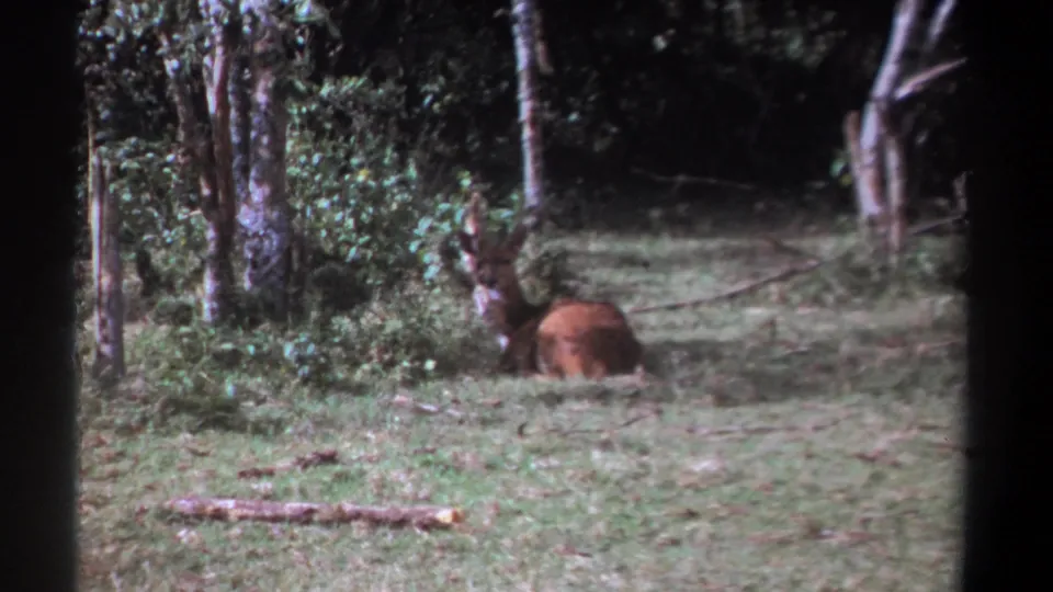 A brown deer or antelope lies in green grass, its head raised toward the camera in 1969 Kenya home-movie footage.