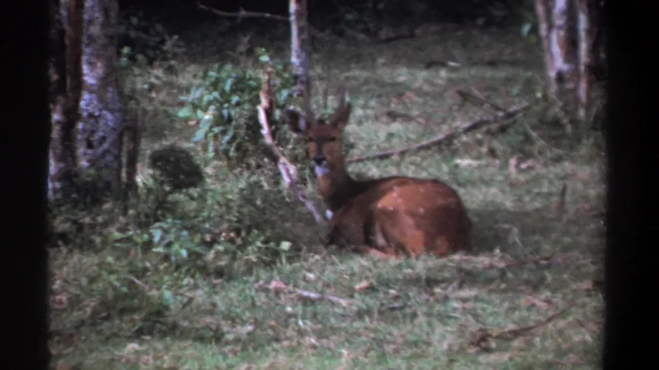 Closer 8mm view of the brown deer or antelope resting in grass beside trees and brush in Kenya.