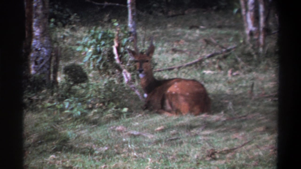 Small horned antelope resting on grass beneath trees.