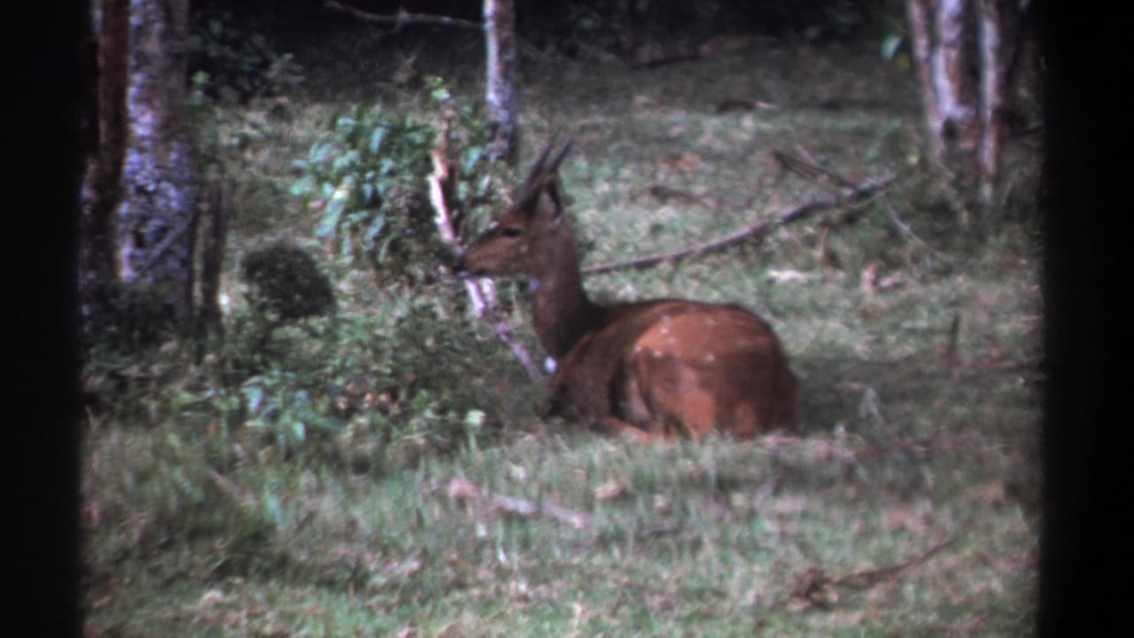 Antelope lying in grass beside leafy shrubs and trees.