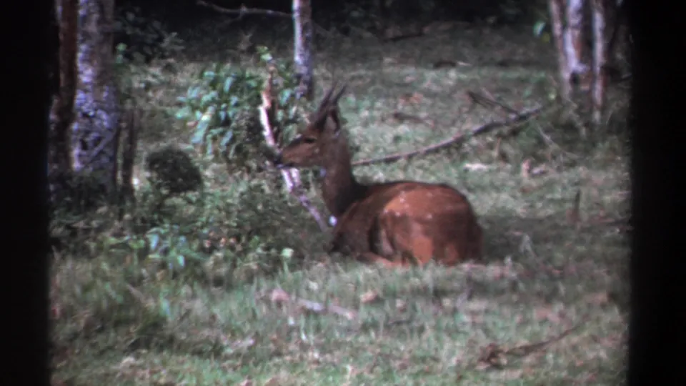 The antelope remains lying in a shaded Kenyan woodland setting, its head turned toward nearby foliage.