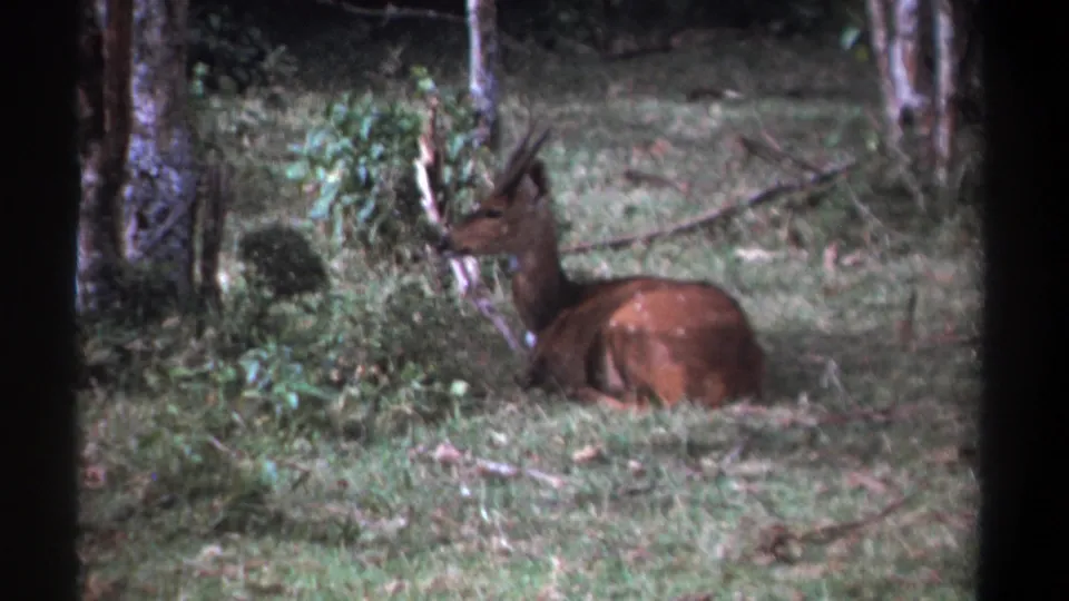 A closer 8mm frame shows the brown antelope lying low in grass, with small horns and woodland vegetation around it.