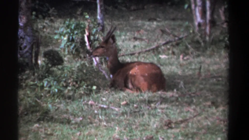 The Kenya wildlife shot holds on the antelope resting beneath trees, partly surrounded by grass and green undergrowth.