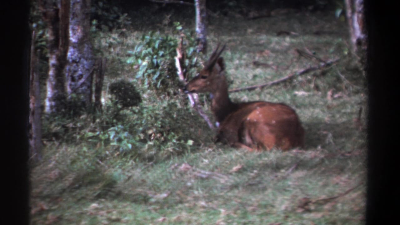 1969 Kenya 8mm frame showing a horned antelope lying in a grassy clearing among bushes and trees.