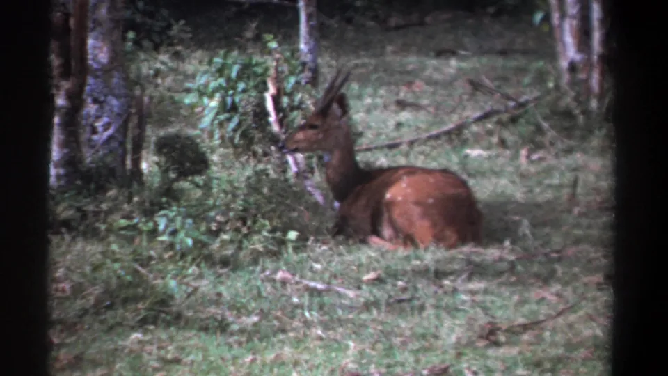 1969 Kenya 8mm frame of a wild antelope lying calmly in grass, framed by brush, tree trunks, and dark film edges.