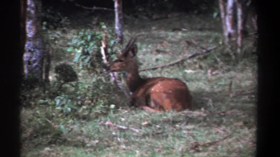 1969 Kenya 8mm frame showing the antelope still resting in the bush, with visible grain, soft focus, and dark frame borders.