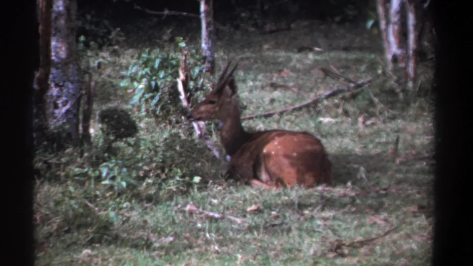 1969 Kenya 8mm frame of a wild antelope at rest in a grassy wooded clearing, bordered by the scanned film frame.