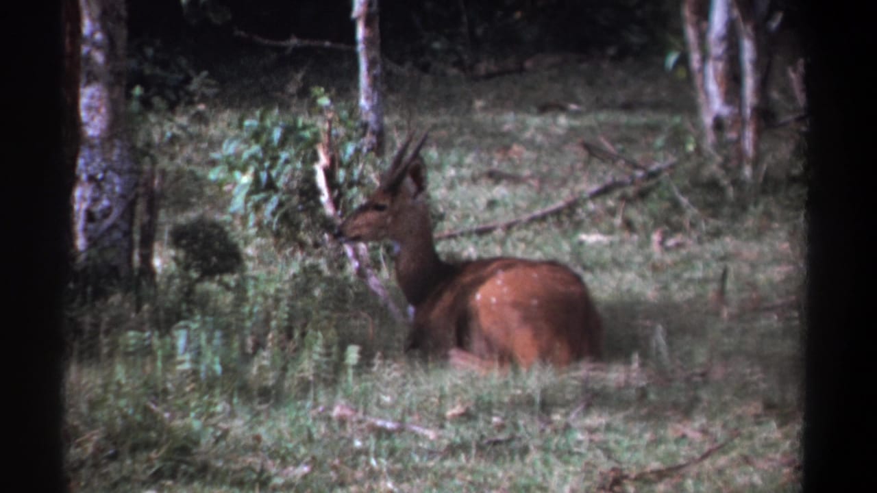 Bushbuck resting near trees and brush in shaded grass.