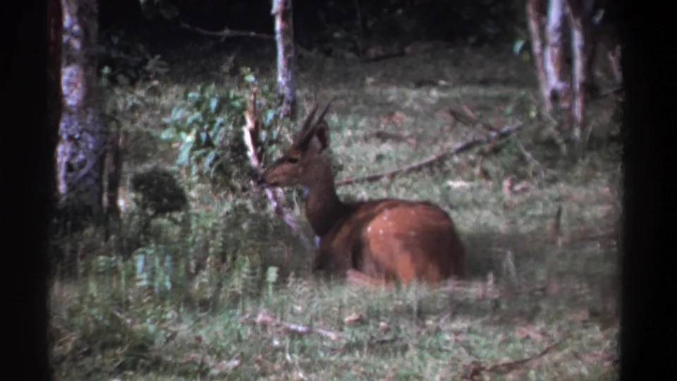 A bushbuck rests at the edge of trees and brush in 1969 Kenya 8mm wildlife footage.