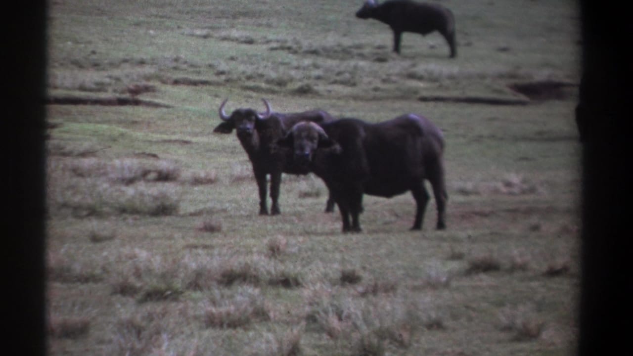 Cape buffalo standing on an open grassy plain.