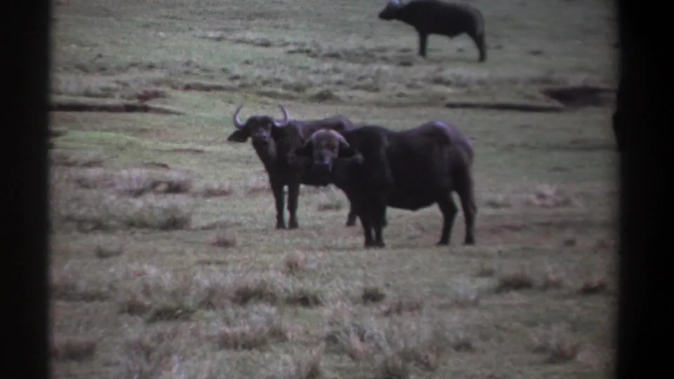 Cape buffalo stand in open grassland in Kenya, with one distant animal crossing the background.