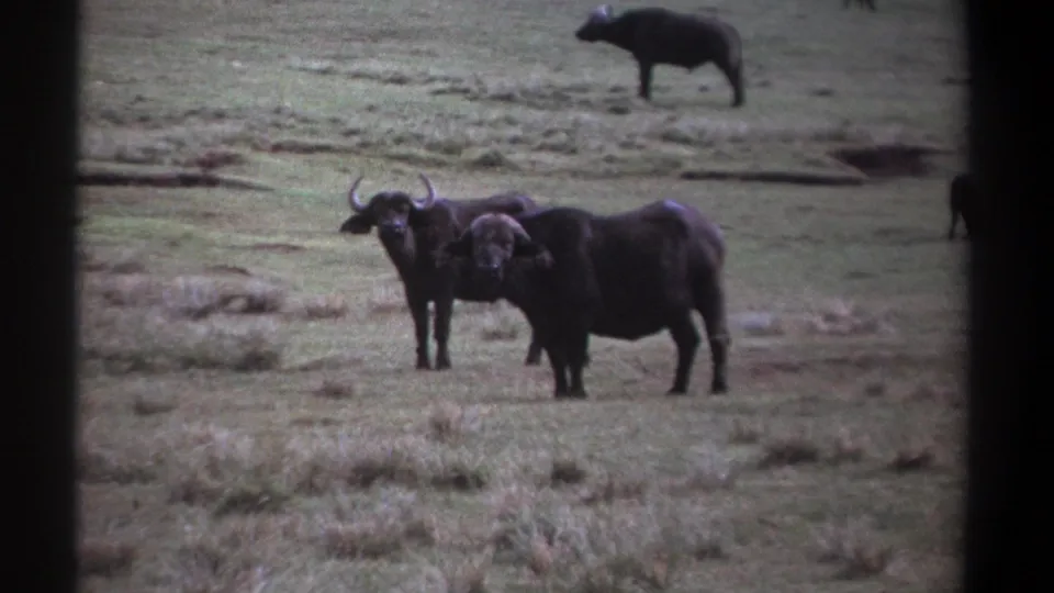 Two Cape buffalo face the camera on a grassy plain in vintage 8mm footage from Kenya.