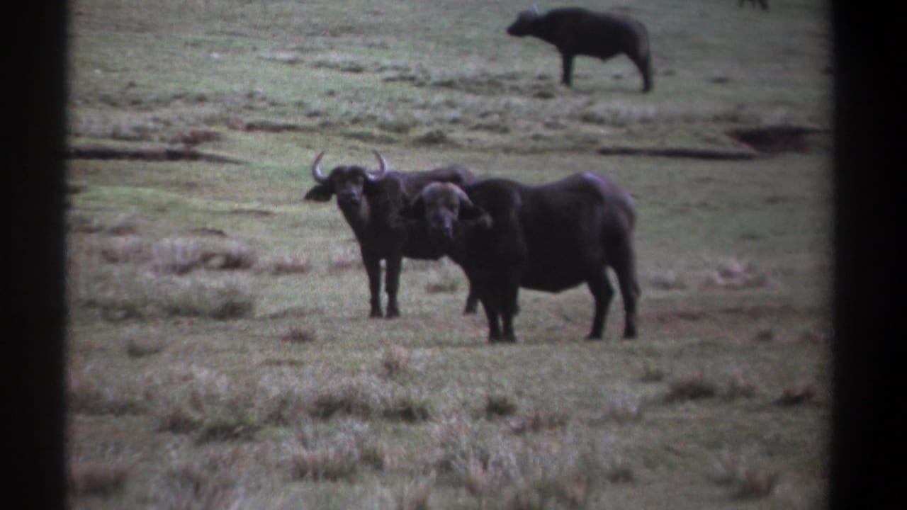 Two dark wildebeests stand in green-brown grassland with another animal farther back.