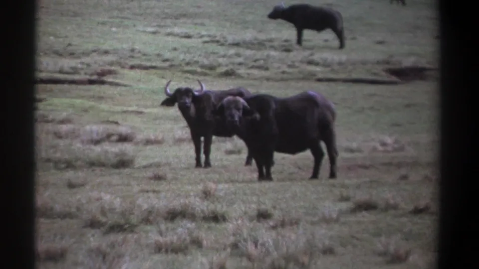 1969 Kenya 8mm frame showing two dark wildebeests standing in open grassland, with a distant animal shape in the background.