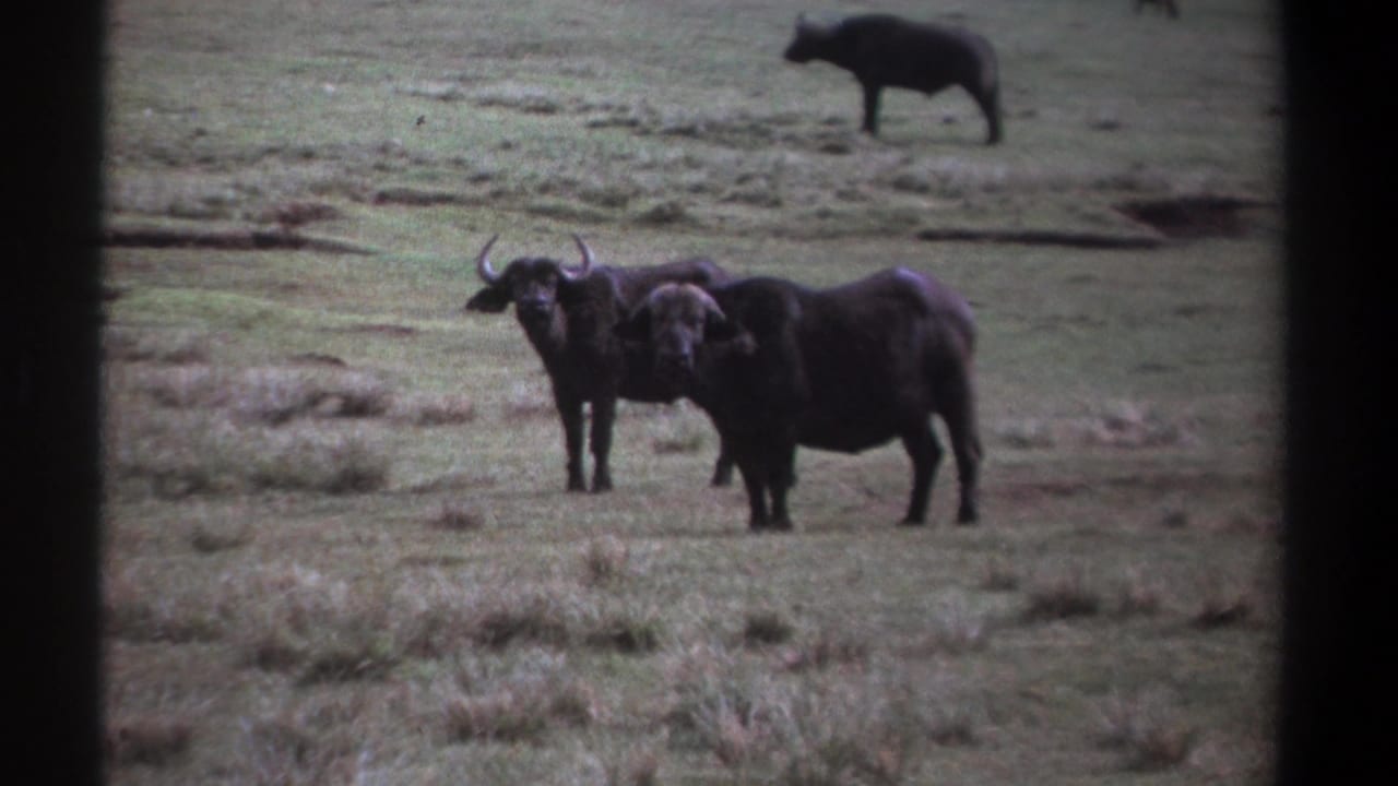 Two wildebeests face the camera in open grassland, with a distant animal behind them.