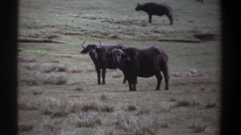 1969 Kenya frame of two wildebeests standing close together on green-brown savanna grass, seen through soft 8mm film grain.