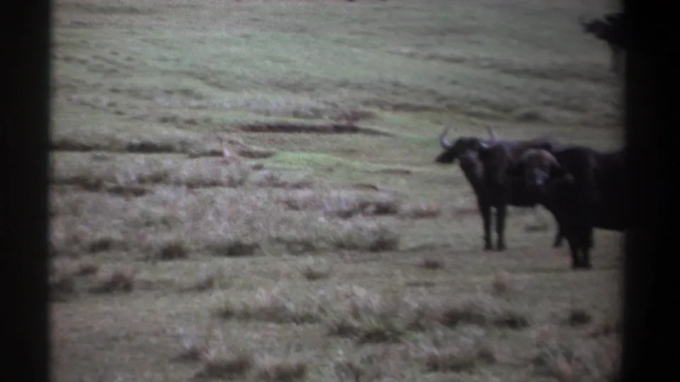 1969 Kenya 8mm frame with two wildebeests partly framed to the right, standing on mottled green and brown savanna grass.