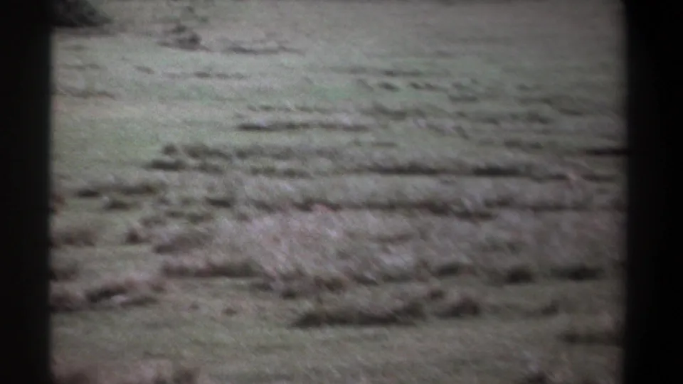 1969 Kenya 8mm frame drifting across open savanna grass, with the wildebeests no longer clearly centered in view.