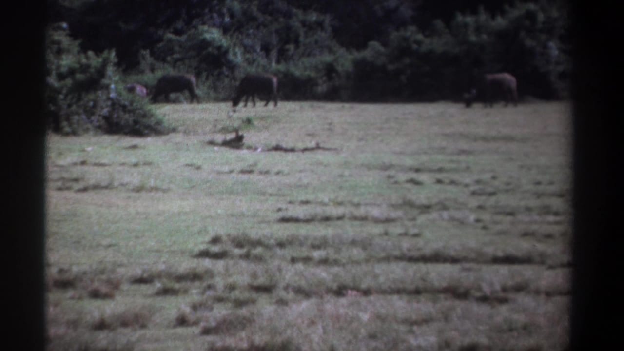 Buffalo grazing across a grassy field with dense trees behind them.