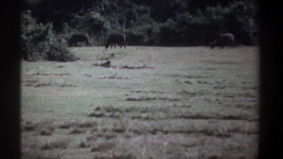 1969 Kenya 8mm frame showing several buffalo spread across an open grassy field near a dark tree line.