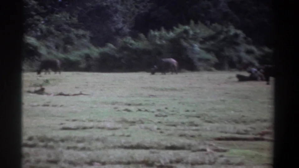 1969 Kenya 8mm frame with buffalo grazing at mid-distance in a sunlit grass field bordered by dense vegetation.