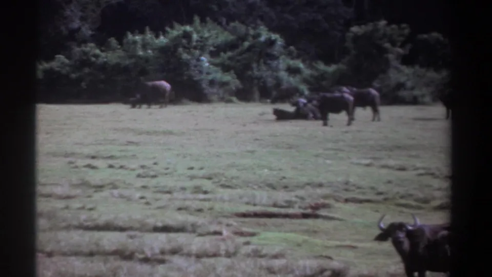 1969 Kenya 8mm frame showing several buffalo in an open field, including one horned animal partly close to camera.
